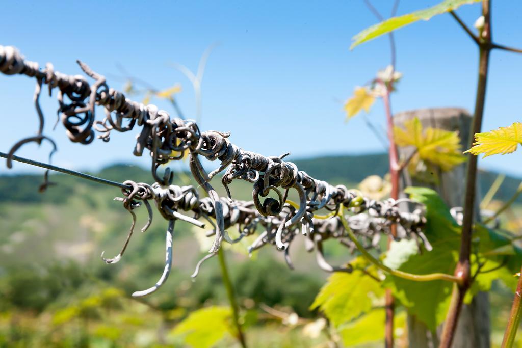 Pension Und Weingut Moselblick Brauneberg Zewnętrze zdjęcie