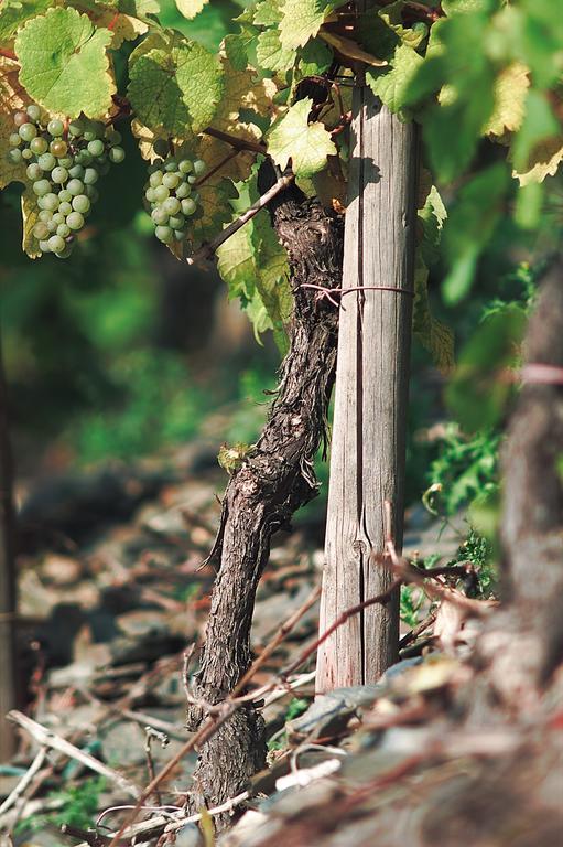 Pension Und Weingut Moselblick Brauneberg Zewnętrze zdjęcie